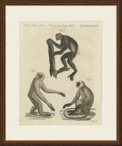 Gibbon and Monkeys, Antique Bertuch Print, Vienna, circa 1805, shown framed