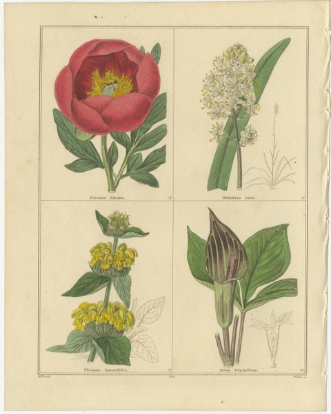 Pair of Rare 1836 Botanical Flower Prints by B. Maund, London, view 3