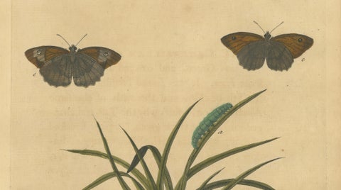 Butterflies on Grasses with Caterpillar, Albin Hand-Colored Engraving, 1720, close-up 2