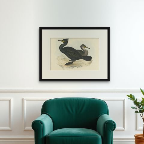 Shag or Green Cormorant, Antique Bird Print by John Gould, c.1832, shown framed on a wall