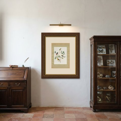 Manakins and Tanagers, Brazilian Bird Print, Descourtilz, 1944, shown framed in a room