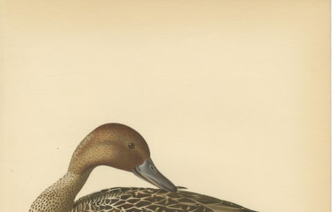 Vintage Pintail Duck Lithograph, Northern Pintail Anas Acuta, Sweden - 1929, close-up 6