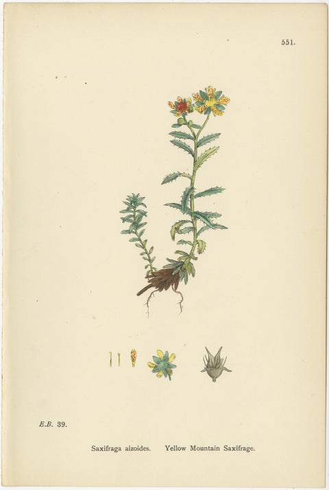 Hand-Colored Botanical Engravings of Yellow and Alpine Saxifrages, 1902, view 2