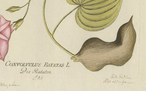Convolvulus Batatas Botanical Engraving - Icones Plantarum Medicinalium, 1788, close-up 1