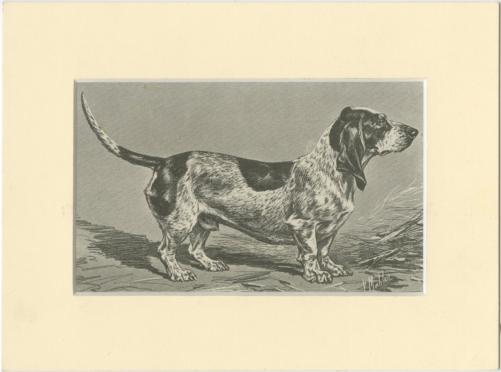 Blue Basset of Gascogne, Antique Dog Illustration, 1915