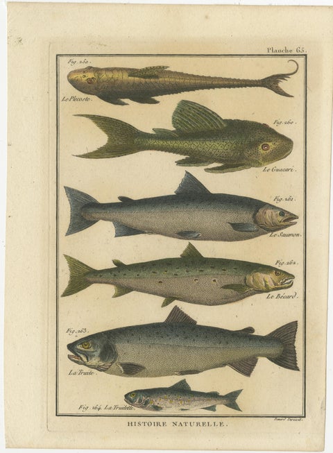 Natural History Engravings Compilation: Illustrations of Fish Species, 1790, view 3