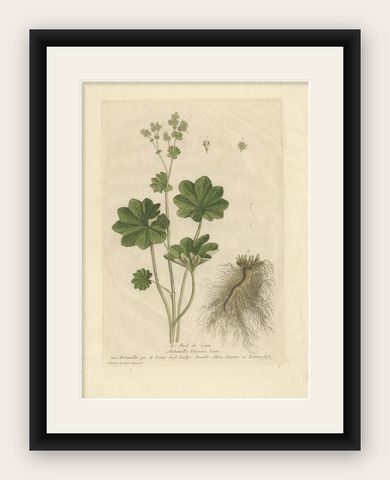 Antique Botany Print of Alchemilla by Regnault, 1774, shown framed