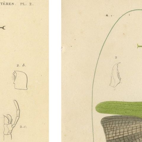 Antique Orthoptères Pair, Grasshoppers & Locusts, Elegant French Prints, 1800, close-up 6