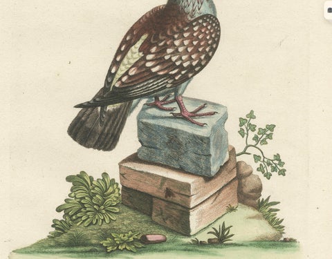 Antique Hand-Colored Pigeon Engraving, Copperplate, Circa 1770, close-up 4