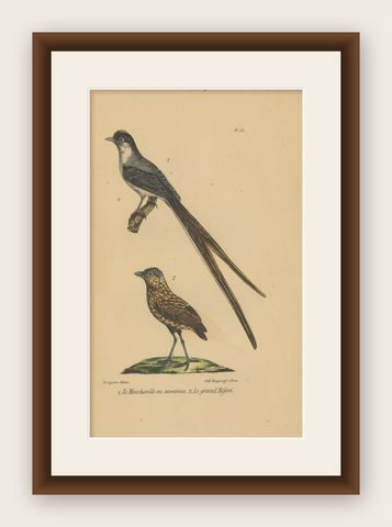 Pl. 63 Antique Bird Print of a Flycatcher and Antpitta by Lejeune 'c.1830', shown framed