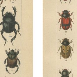Victorian Beetle Prints Set of Four, Scarab & Stag Beetle Plates, 1893, close-up 1