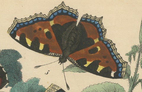 Lithograph of European Butterflies, Admirals, Tortoiseshells and Peacocks, 1863, close-up 4