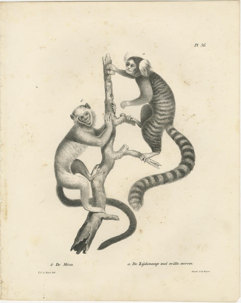 Saimiri, Night Monkey, Mico & Silky Monkey, Lithographs by C.C. Last, 1836, view 3