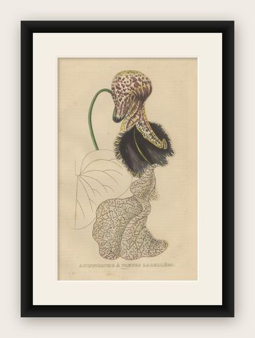 Antique Botanical Print of Aristolochia à Fleurs Labellées - 19th Century, shown framed