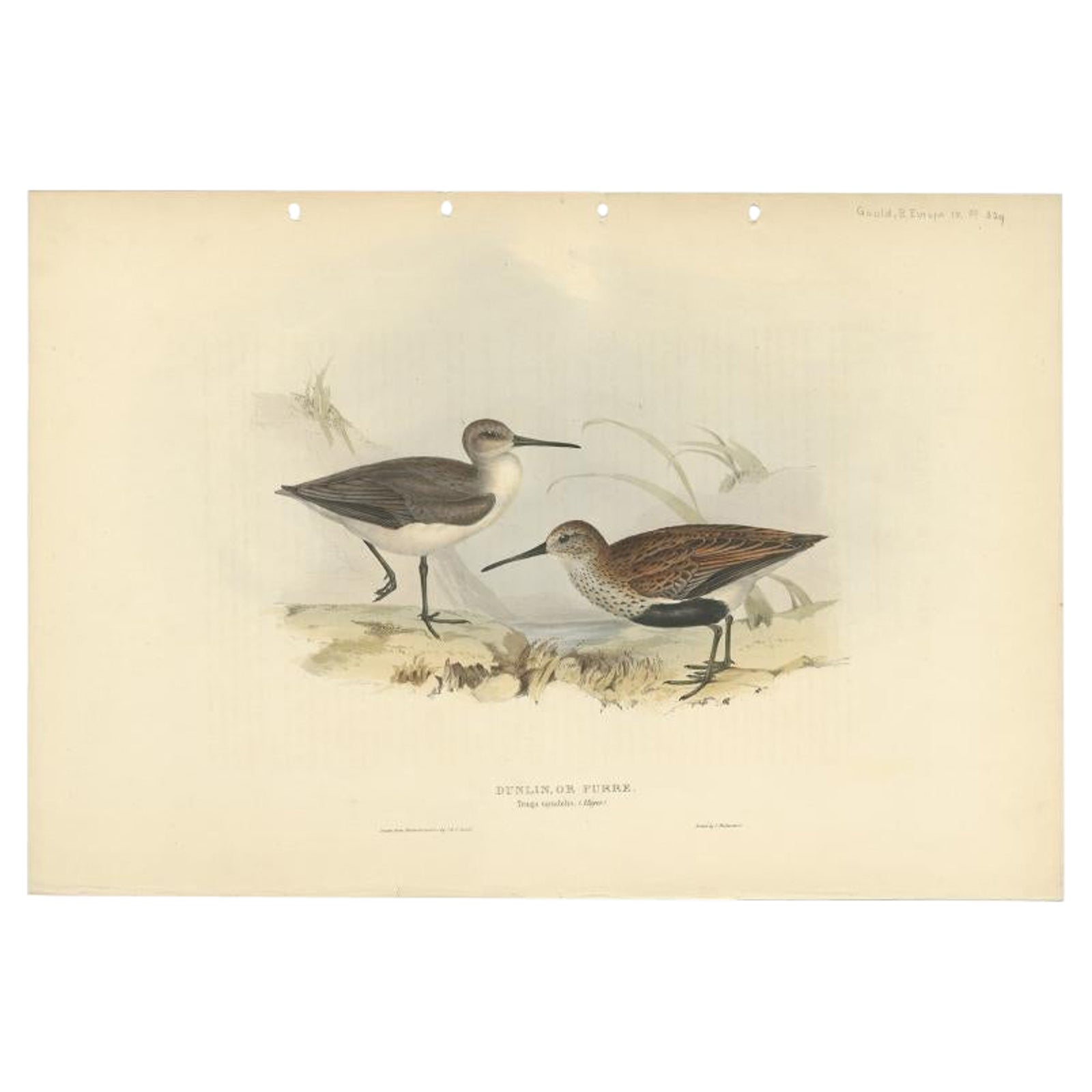 Antique Bird Print of the Dunlin Bird by Gould, 1832