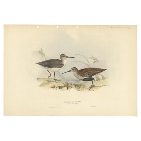 Antique Bird Print of the Dunlin Bird by Gould, 1832