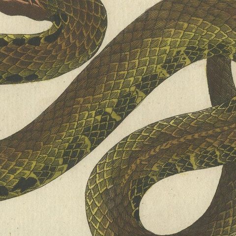 Antique Print of Various Viper Snakes 'c.1800', close-up 2