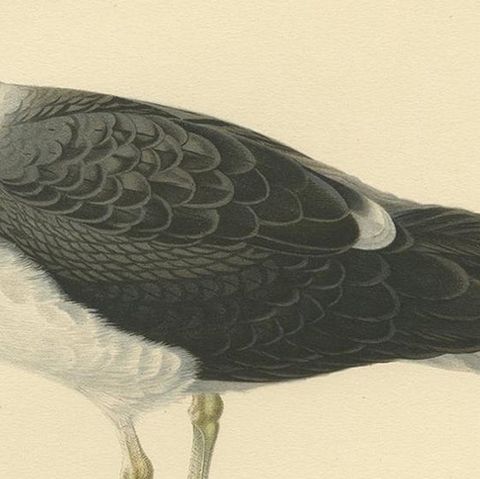 Antique Bird Print of the Great Black-Backed Gull by Von Wright, 1929, close-up 2