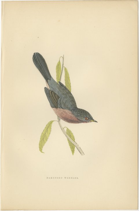 Dartford Warbler Clinging Head Down, Antique Hand Colored Print, Morris, 1896, view 2