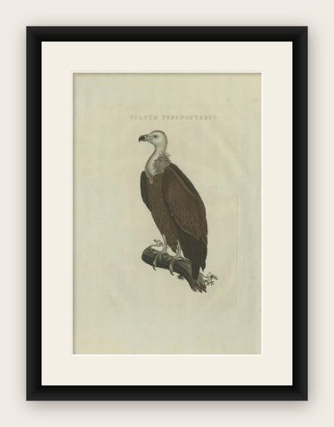 Antique Bird Print of a Vulture by Sepp & Nozeman, 1829, shown framed