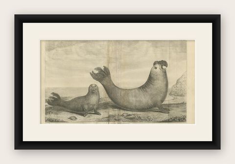 Antique Print of Two Sea Lions on the Shore of Juan Fernandes by Anson, '1749', shown framed