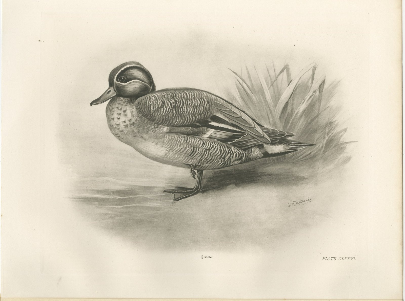 Garganey, Antique Bird Print after Lilian Medland, circa 1909