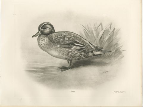 Garganey, Antique Bird Print after Lilian Medland, circa 1909