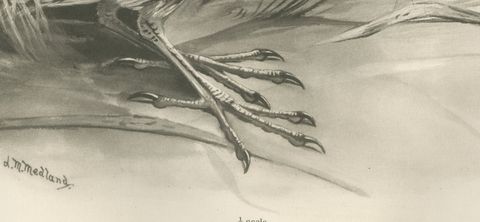 Bittern, Antique Bird Print after Lilian Medland, circa 1909, close-up 1