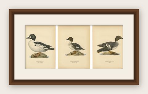 Antique Scandinavian Bird Lithographs, Goldeneye Ducks, Svenska Fåglar - 1929, shown framed
