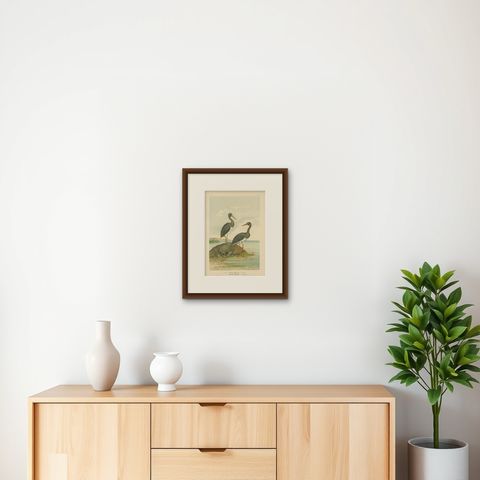 Antique Bird Print of the Black Stork by Naumann, circa 1895, shown framed on a wall