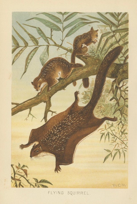 Woodland Animal Print, Victorian Flying Squirrel Illustration, Soft Green, 1894, close-up 1