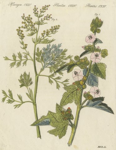 Marshmallow and Wormwood Medicinal Herbs, Antique Bertuch Print, circa 1812