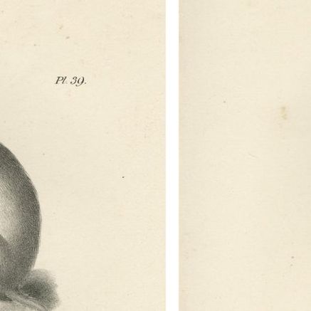Sloth, Galago, and Lemur Species, Lithographs by C. Last, 1836, Natural History, close-up 1