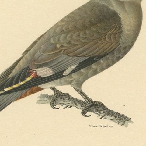 Ampelis Garrulus - Hand-colored Bohemian Waxwing Lithograph, 1927, close-up 6