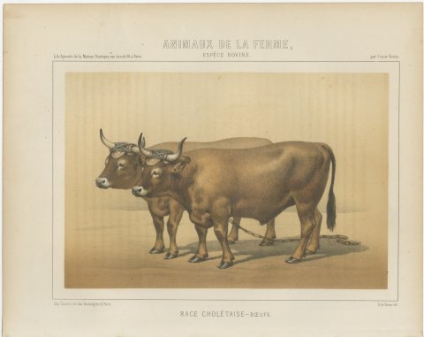 Cholet Oxen, French Cattle Breed, Antique Chromolithograph by Borie, 1863, view 2