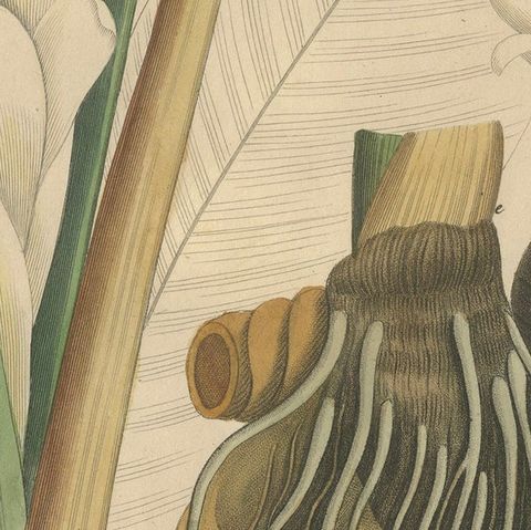 Antique Turmeric Botanical Print, Curcuma Longa, Hand Colored, c.1831, close-up 5