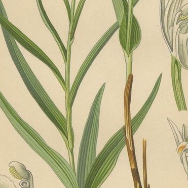 Orchid Elegance: Masterpieces of Botanical Illustration from 1904, close-up 2