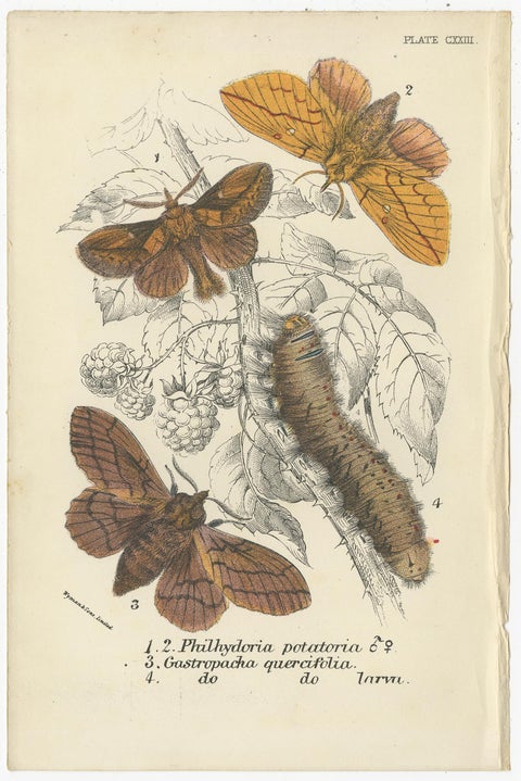 Set of 6 Antique Prints of Various Moths by Lloyd (Circa 1897), view 7