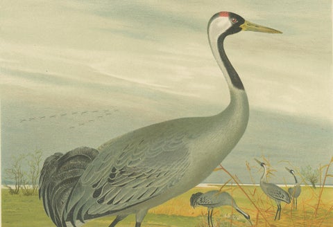 Majestic Common Crane in Wetland Landscape, Antique Bird Chromolithograph, 1880, close-up 4