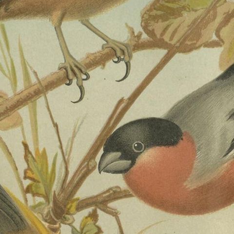 Antique Bird Print of the Goldfinch, Common Linnet and Bullfinch, 'circa 1880', close-up 2