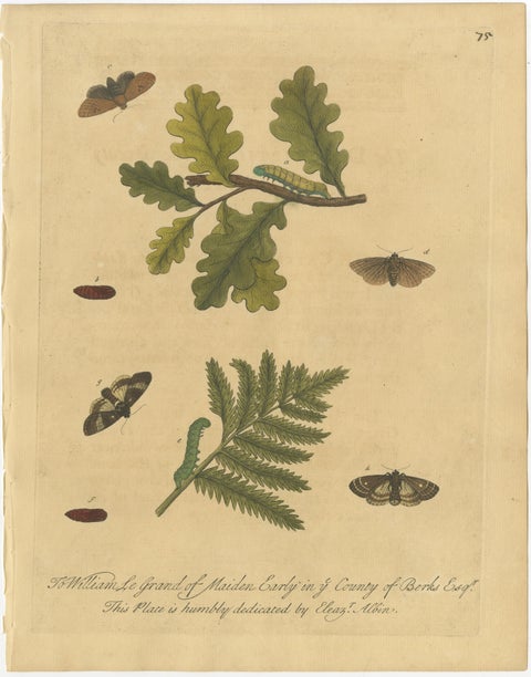 Antique Entomology Prints, English Insects on Oak, Bramble & Willow, Albin 1720, view 3