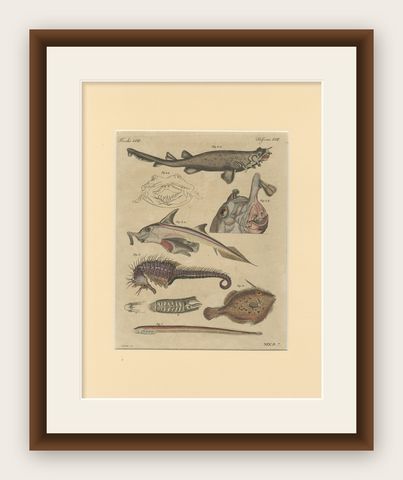 Antique Seahorse, Frilled Shark & Curious Fish Engraving, Bertuch, 1821, shown framed