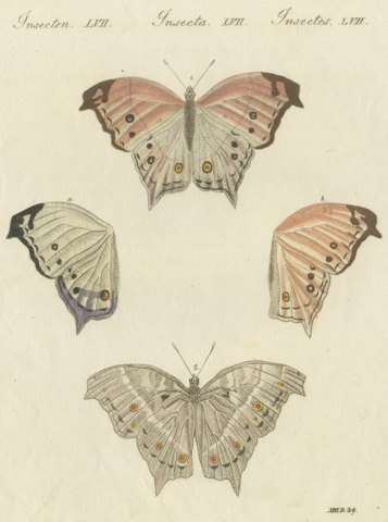 Exotic Butterfly with Wing Details, Antique Bertuch Print, Vienna, circa 1812