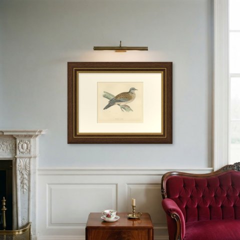 Turtle Dove on a Mossy Bough, Antique Hand Colored Bird Print, Morris, 1896, shown framed on a wall