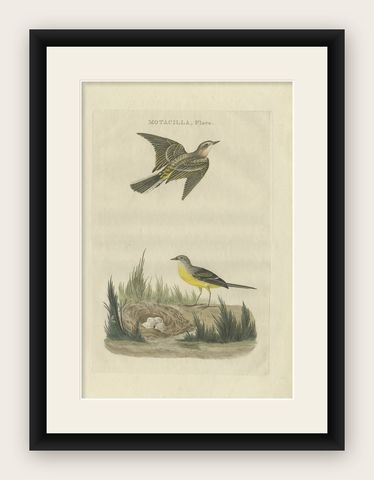 Beautiful Hand-Colored Antique Bird Print of the Western Yellow Wagtail, 1789, shown framed