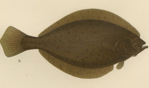 Flatfish Trio - Flounder, Turbot, and Plaice - Elegant Fish Lithograph, 1895, close-up 3