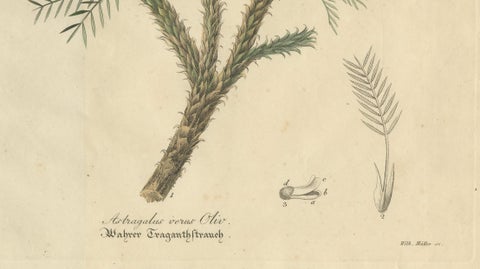 Antique Botanical Print of Astragalus Verus, Copper Engraving, c.1831, close-up 3
