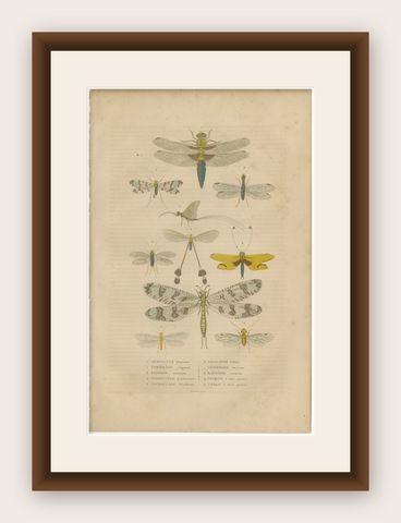 A Study of Winged Insects: An Entomological Collection from the 18th Century, shown framed