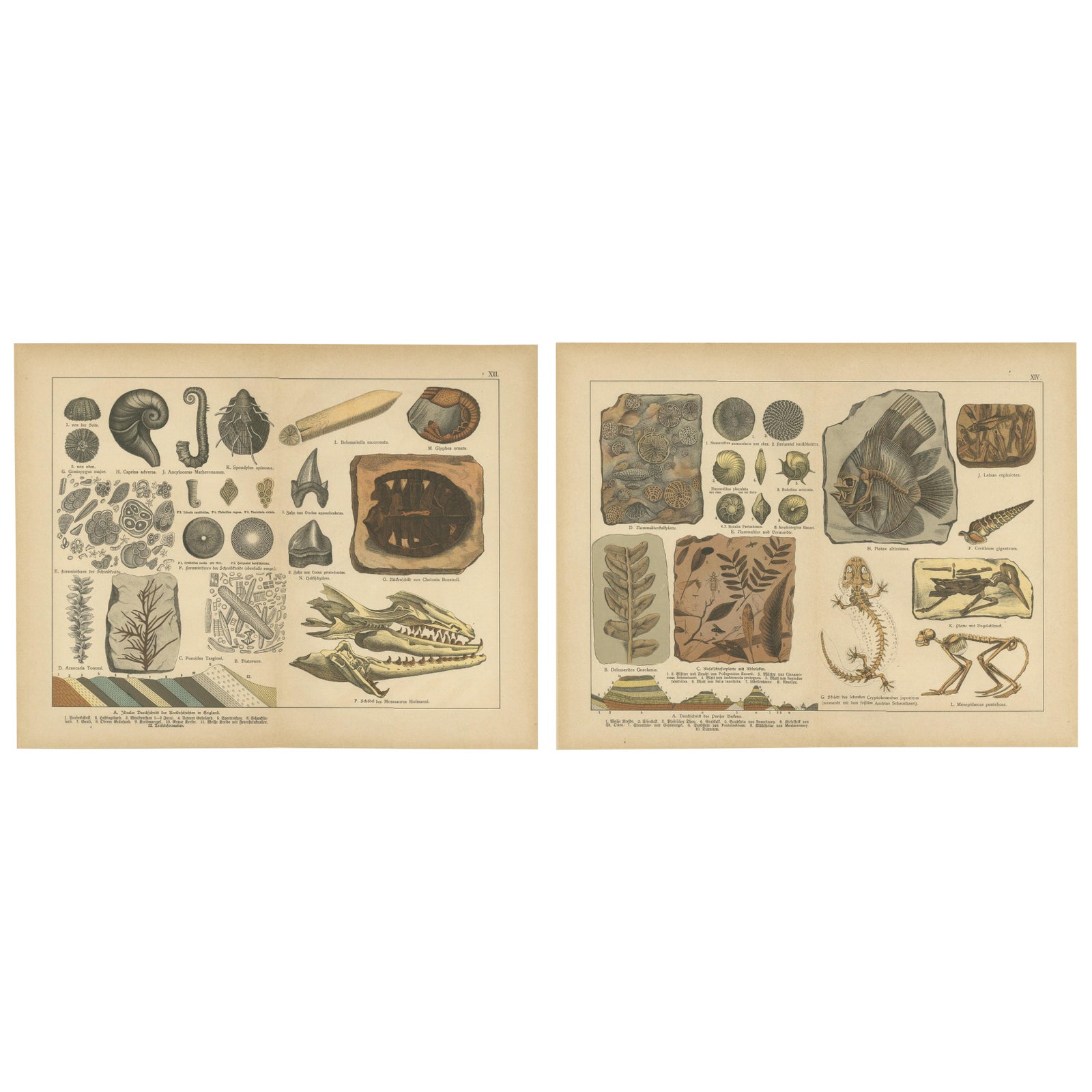 Antique Fossil Chromolithographs, Marine Life, Plants & Vertebrates, c.1880