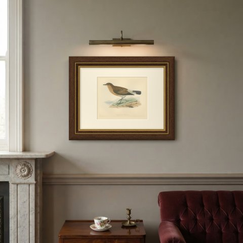 Isabelline Wheatear on a Coastal Rock, Antique Bird Print, Morris, 1896, shown framed on a wall
